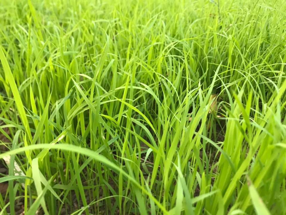 Dream Big for Children activity photo 3