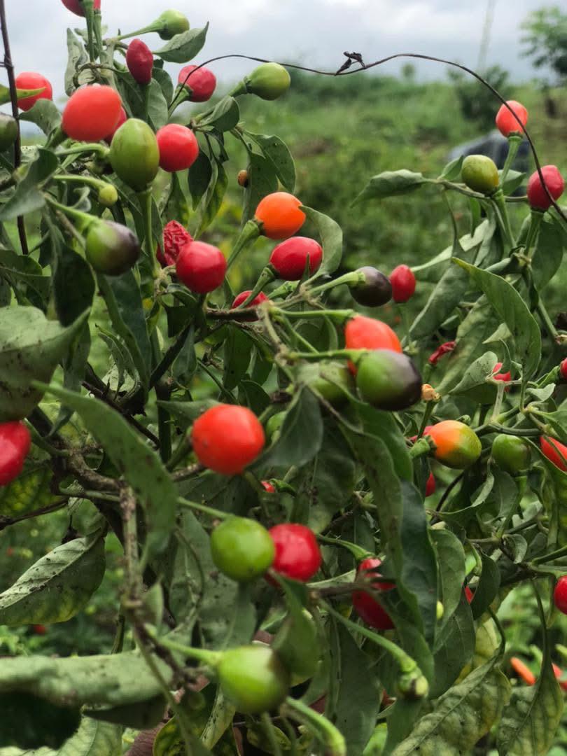 Dream Big for Children activity photo 4